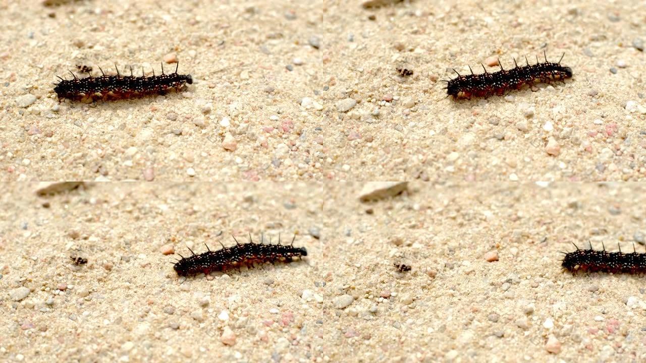 黑色多毛蝴蝶毛毛虫在沙地上行走特写