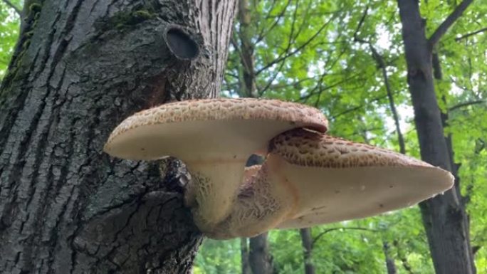 蘑菇巨树