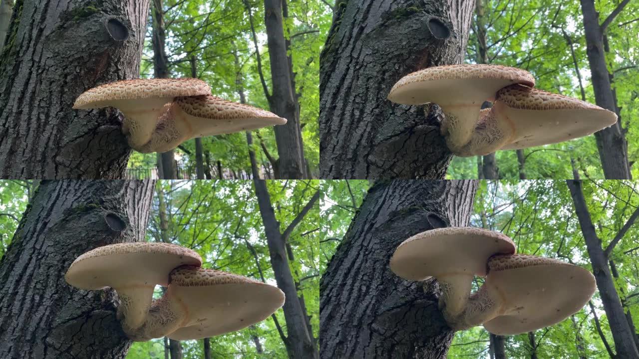 蘑菇巨树