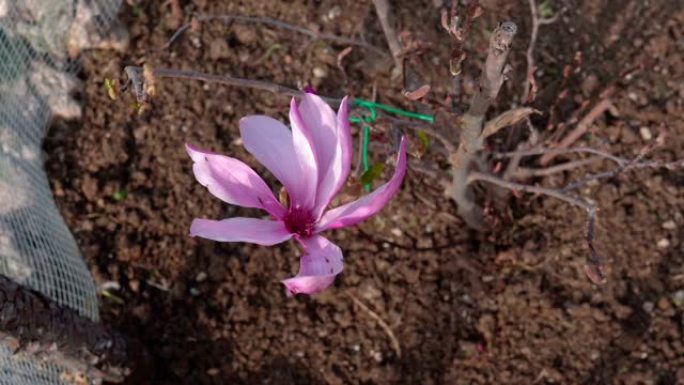 春天花园里令人惊叹的盛开的玉兰树的俯视图，紫色的小清新玉兰花张开花瓣，随风摇曳。粉色玉兰开花，与自然