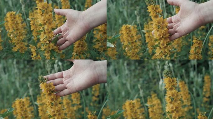 女人的手抚摸着田间生长的黄花。双手收起