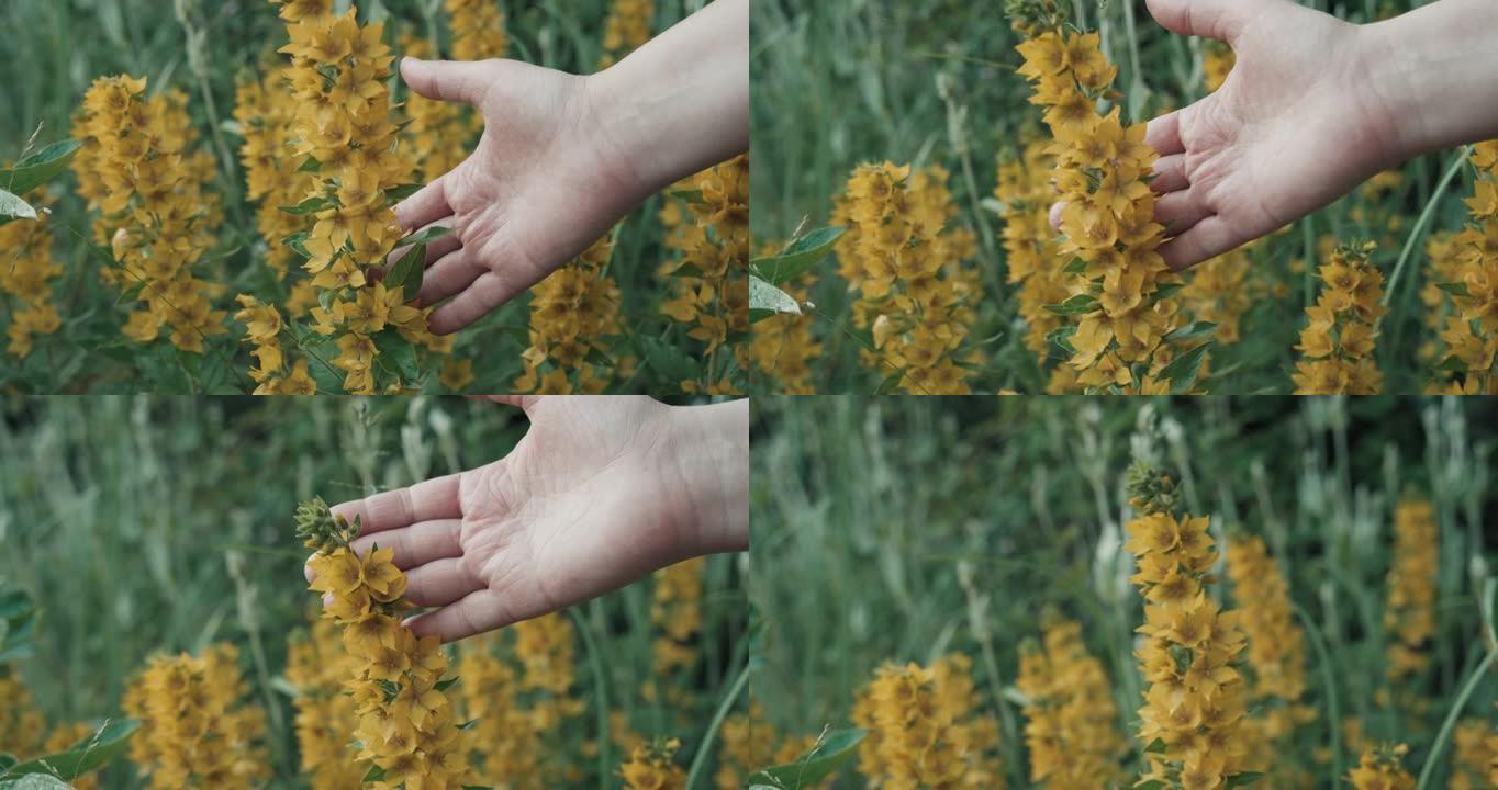 女人的手抚摸着田间生长的黄花。双手收起
