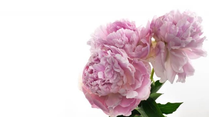 美丽的粉色牡丹花束背景。盛开的牡丹花开放，延时，特写。婚礼，宏，复活节，春天，爱情，生日，情人节，节
