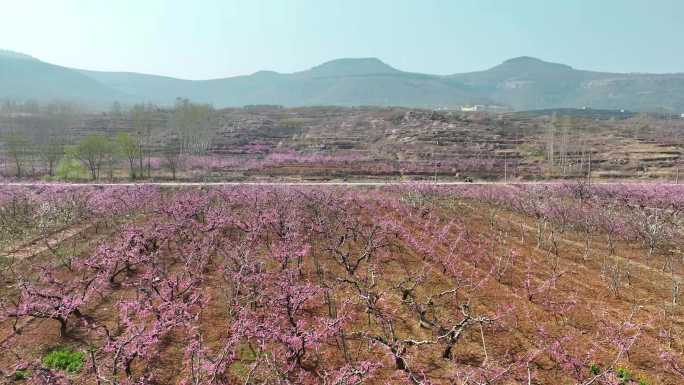 桃花林万亩桃花园