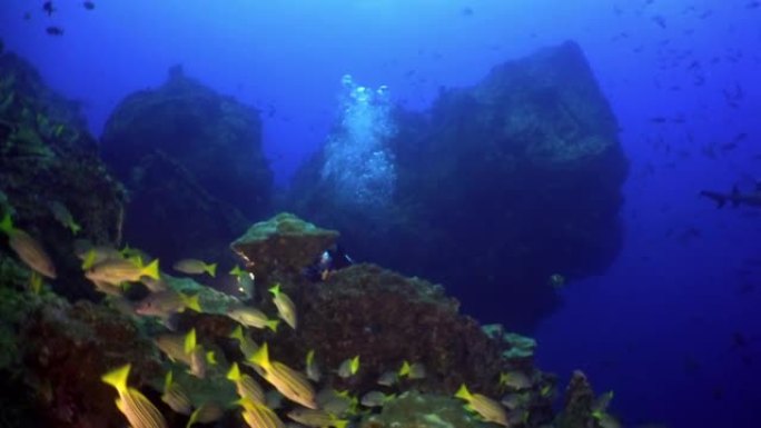 潜水员在天然海洋水族馆的水下海底与灯笼鱼群。