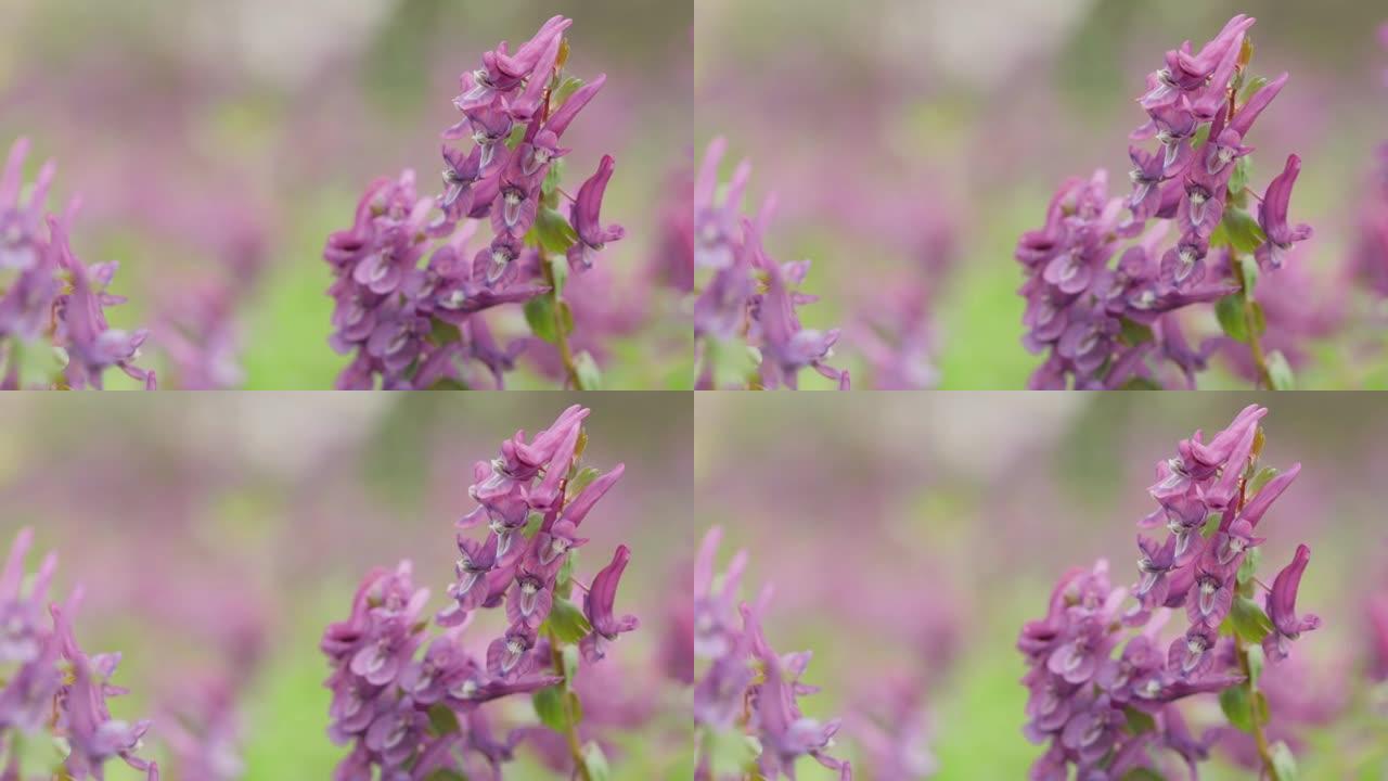 福梅沃特 (延胡索)。延胡索的花，fumewort。紫堇紫色田花在风中摇曳
