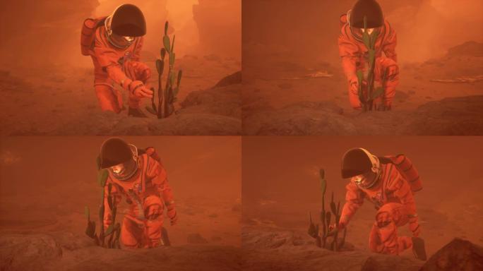在火星上的宇航员发现了一种不寻常的植物
