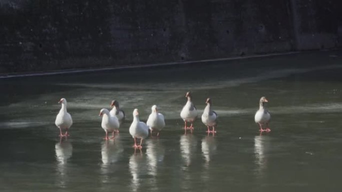 冻湖，冬天鸭子在冰湖上行走