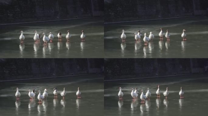 冻湖，冬天鸭子在冰湖上行走