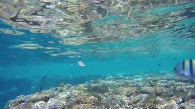 埃及。红海。水下视频拍摄。许多不同种类的鱼类沿着海岸线在珊瑚附近游泳。GoPro