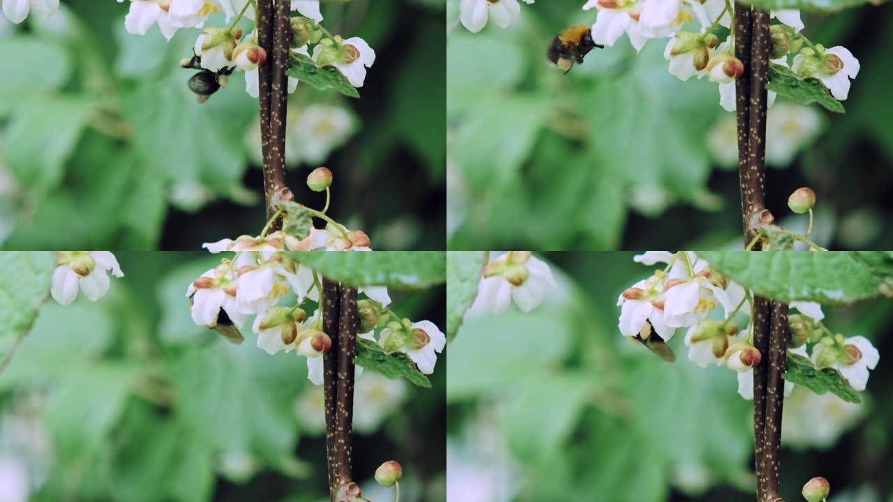 昆虫大黄蜂为猕猴桃的白色花朵授粉。慢动作x5。特写