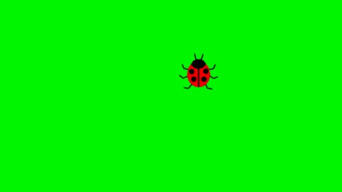 动画瓢虫。瓢虫在屏幕上爬成一圈。循环视频。矢量插图孤立在绿色背景上。