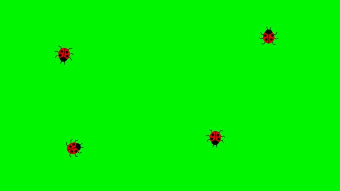 动画瓢虫。瓢虫在屏幕上爬成一圈。循环视频。矢量插图孤立在绿色背景上。