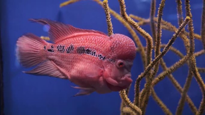 花角。大额头的海洋红色异国鱼在蓝色背景的水族馆中游泳。