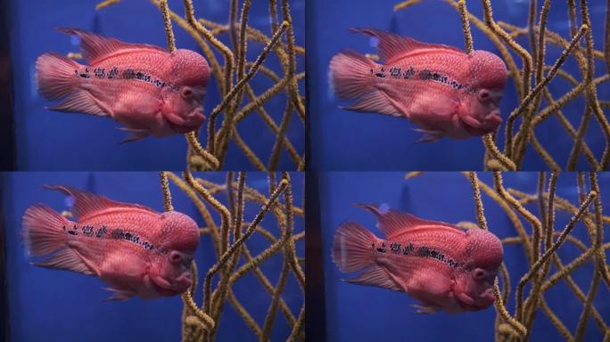 花角。大额头的海洋红色异国鱼在蓝色背景的水族馆中游泳。