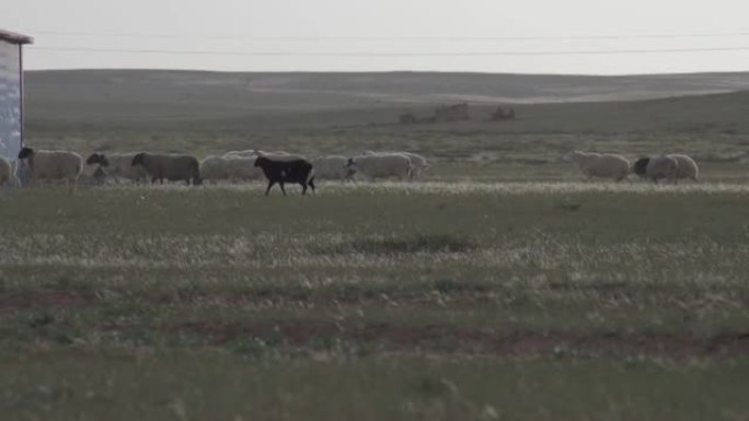 春天，草原山坡上放羊。