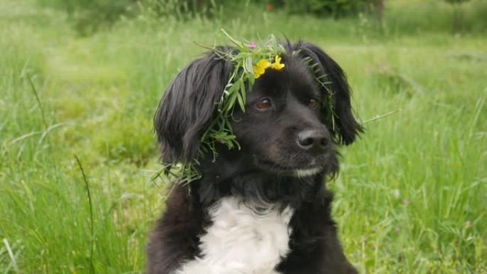 一只头上有草和花花环的狗。春天草地上可爱的黑白狗。