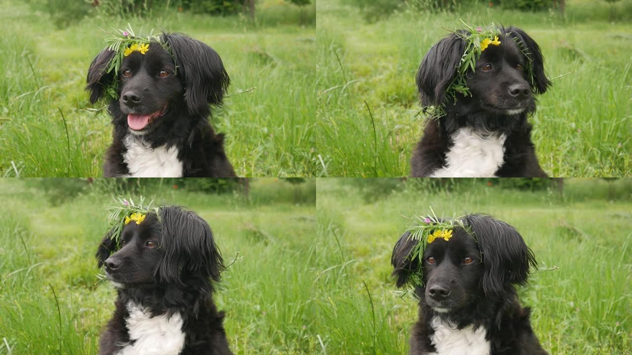 一只头上有草和花花环的狗。春天草地上可爱的黑白狗。