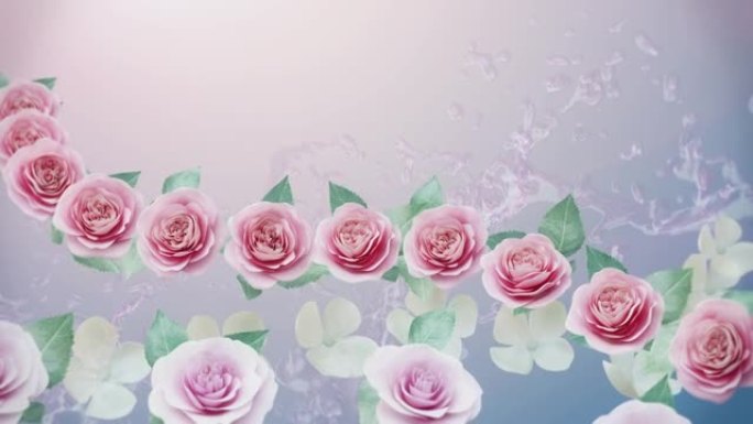 美丽的粉红色玫瑰花背景