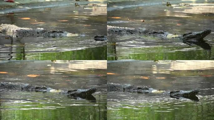 夏季，鳄鱼在森林的一个小池塘里的水中游泳。短吻鳄在暗淡的水中游泳。一种濒临灭绝的爬行动物。