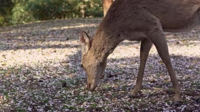 日本奈良公园的梅花鹿吃树叶。Cervus nippon吃樱花叶