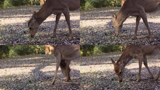 日本奈良公园的梅花鹿吃树叶。Cervus nippon吃樱花叶