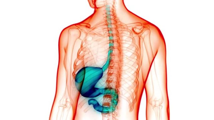 人体消化系统胃解剖动画概念
