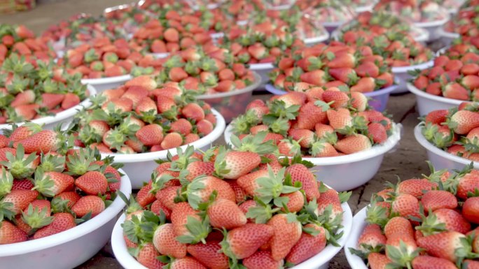 草莓特写草莓大棚草莓种植