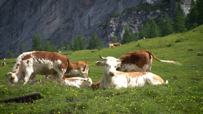 达克斯坦的山牛大牛牛儿畜牧业