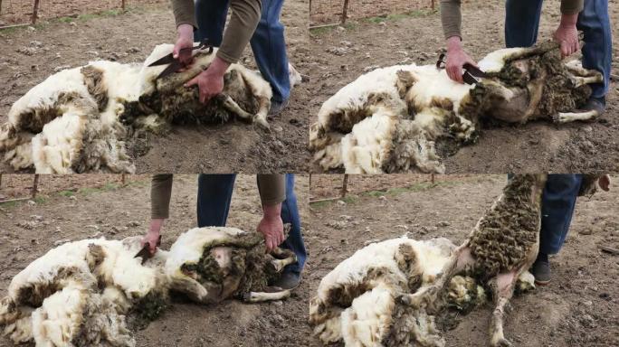 在农村农场剪羊毛