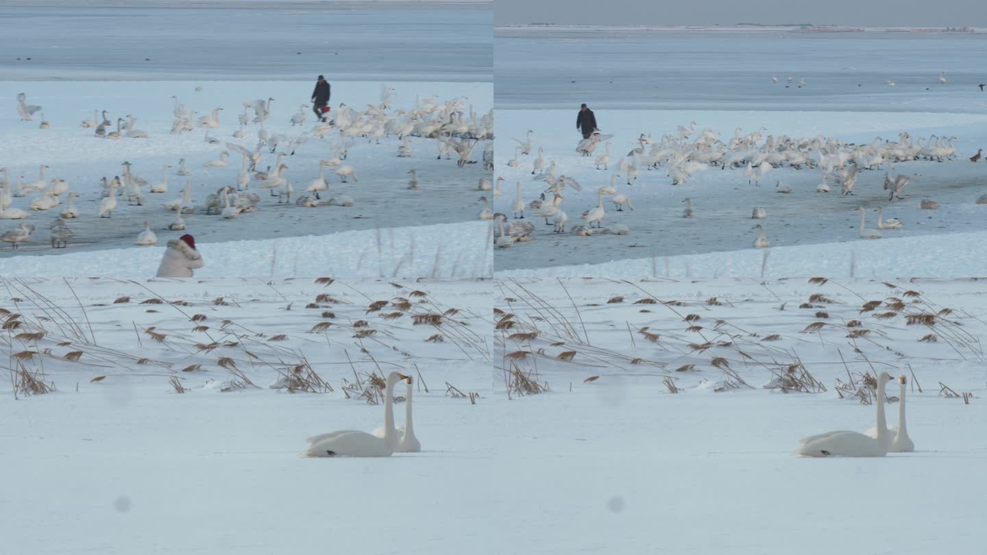 威海 天鹅湖  人与天鹅