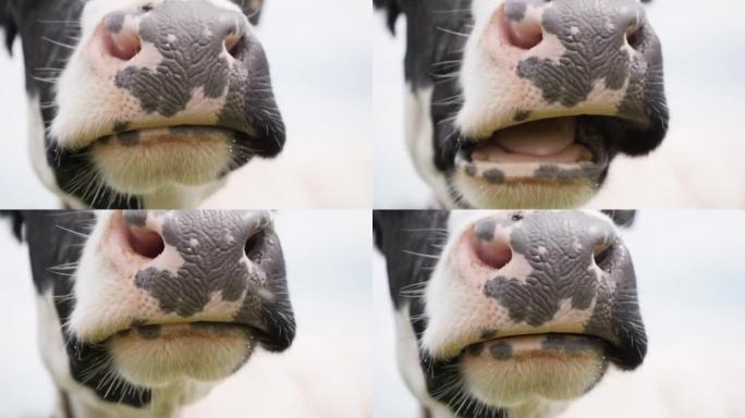 黑白奶牛在草地上嚼Cud。鼻子和下巴奶牛特写，4k