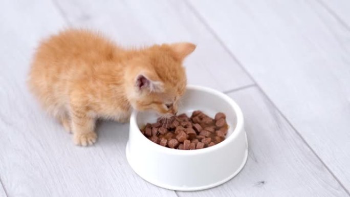 4k特写小红姜条纹小猫吃白色碗小猫的猫粮罐头。灰色地板上的湿小猫食品广告