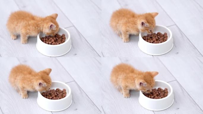 4k特写小红姜条纹小猫吃白色碗小猫的猫粮罐头。灰色地板上的湿小猫食品广告