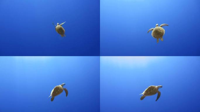 马尔代夫的一只乌龟浮出水面