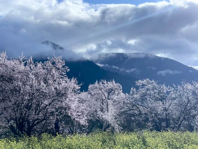 桃花村