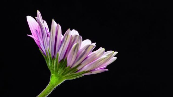 延时盛开的优雅紫色骨草花