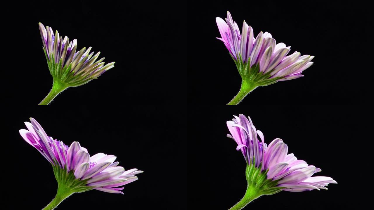 延时盛开的优雅紫色骨草花