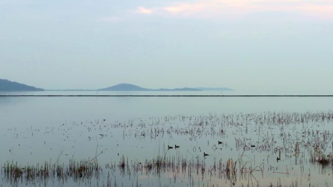 高清航拍苏州太湖，湖水中的芦苇和野鸭