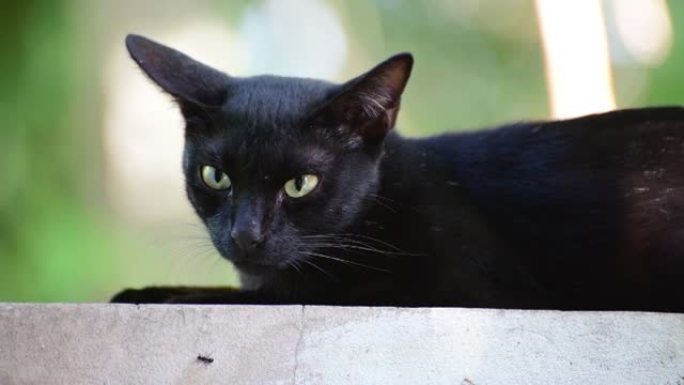 黑猫野猫休息休闲