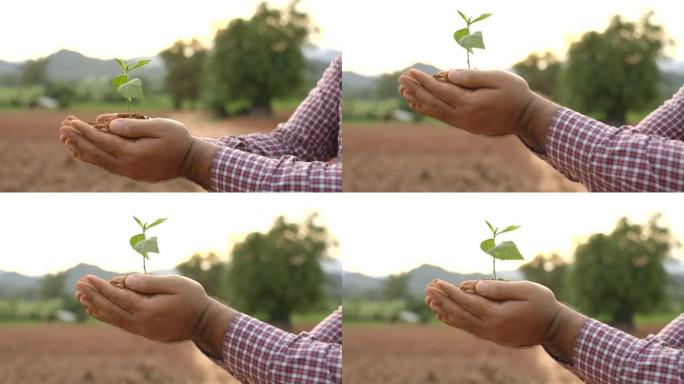 关闭雌性手握植物在农业土壤上生长的幼苗。绿色世界地球日概念。
