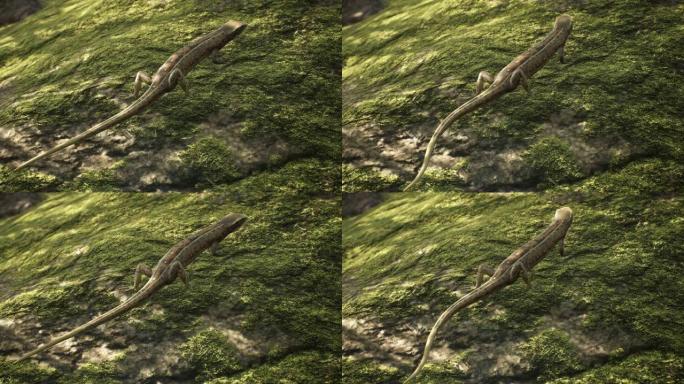 在早晨阳光明媚的森林中，一只胎生蜥蜴站在长满苔藓的石头上。站在典型栖息地的石头上的蜥蜴。循环动画适用