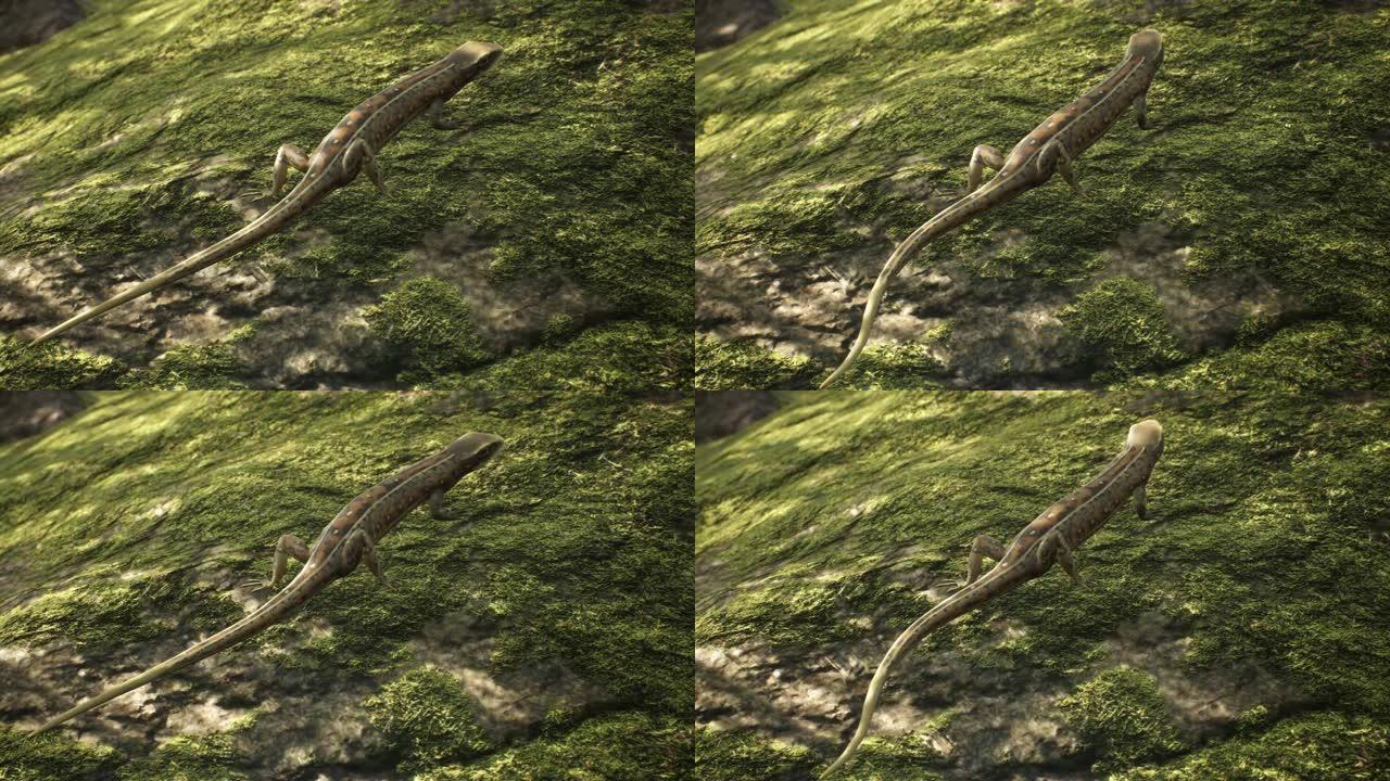 在早晨阳光明媚的森林中，一只胎生蜥蜴站在长满苔藓的石头上。站在典型栖息地的石头上的蜥蜴。循环动画适用