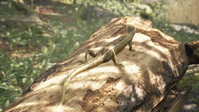 胎生蜥蜴站在早晨森林的树干上。站在典型栖息地的一块木头上的蜥蜴。循环动画适用于动物、自然或教育。