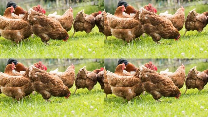 自由放养的棕色母鸡在草地上行走和进食的动画