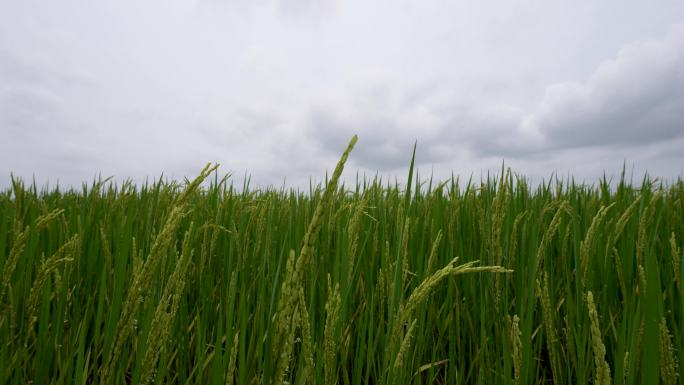 风景田野