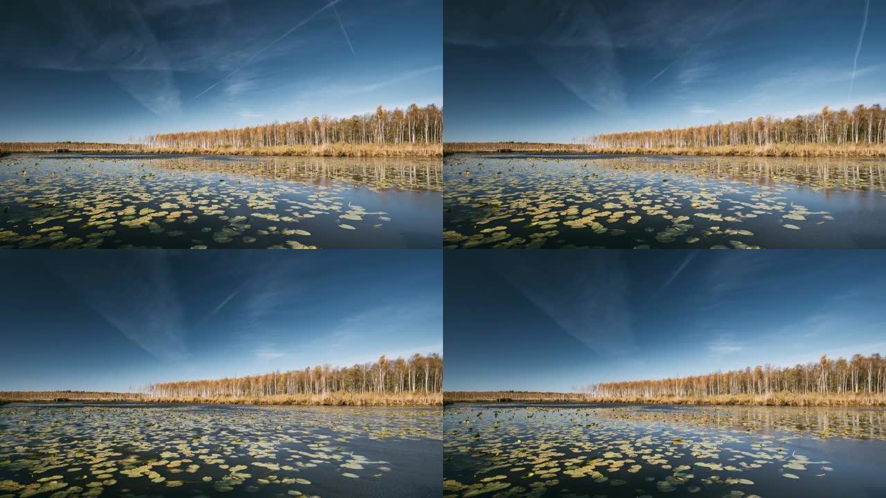 白俄罗斯生物圈保护区别列津斯基。秋天的风景，湖塘河和另一条河边美丽的白桦林。在秋天的晴天，树木上有黄