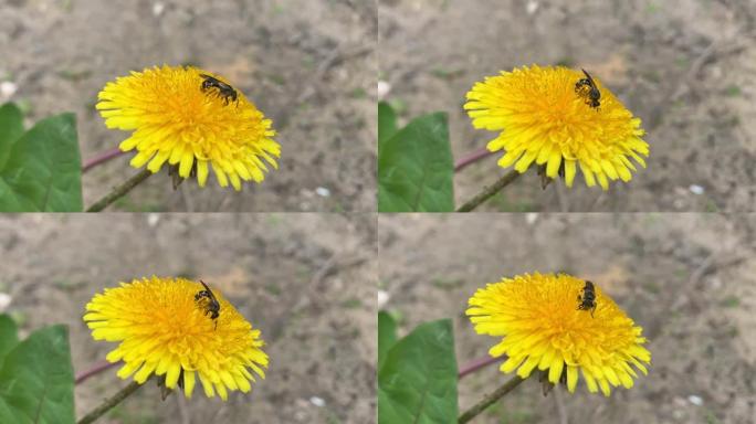 野蜂在蒲公英上采集花粉。