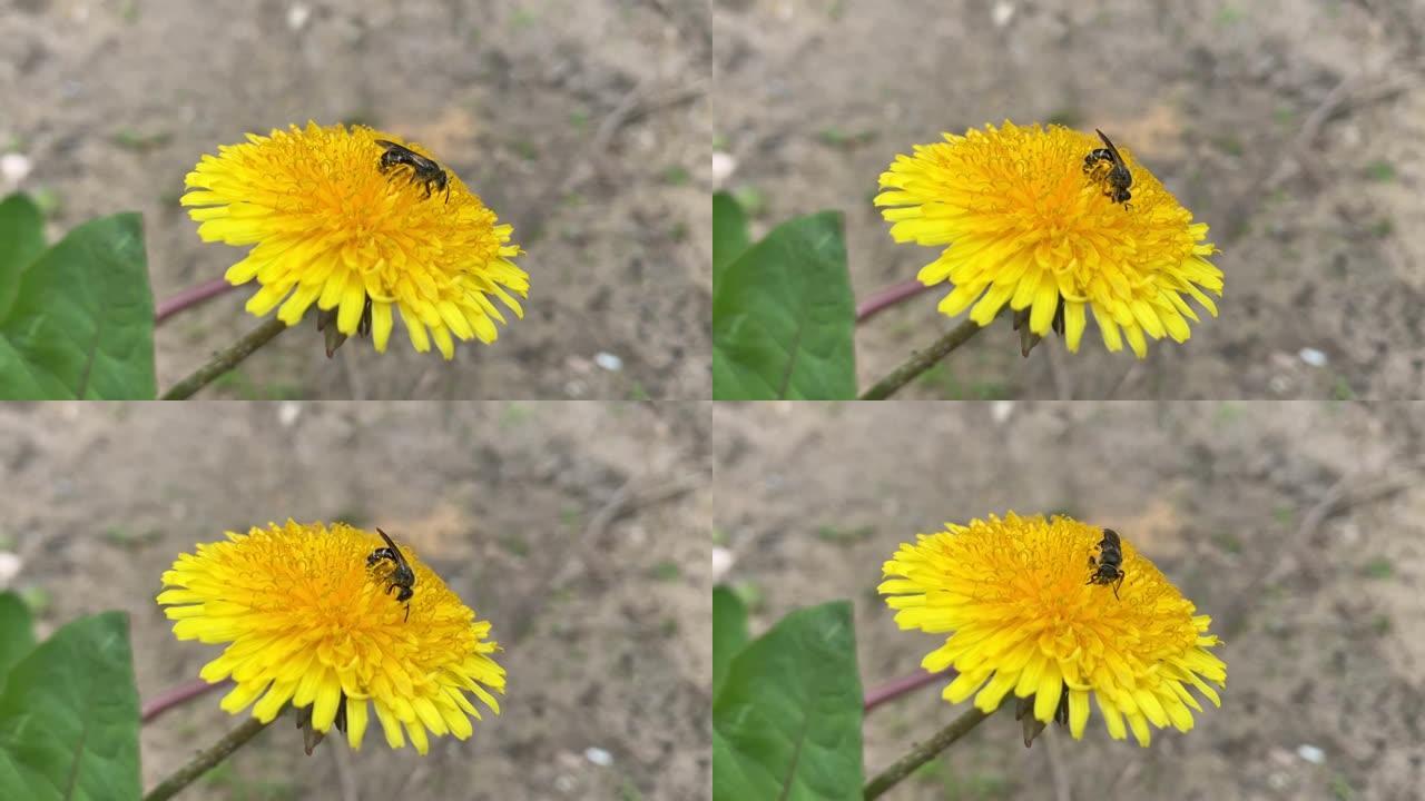 野蜂在蒲公英上采集花粉。