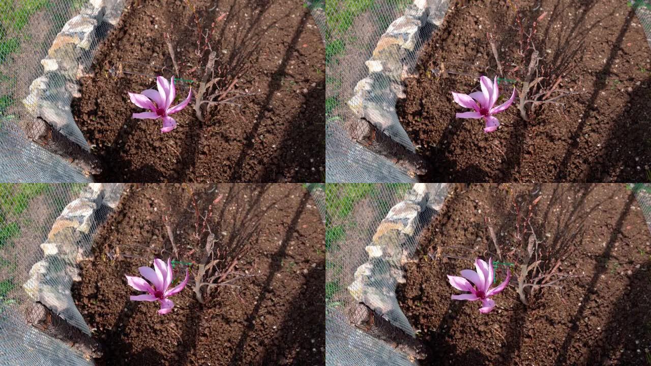 春天迷人绽放的玉兰树的俯视图，粉红色的小玉兰花张开花瓣，随风摇曳。紫玉兰开花，长春花带甜
